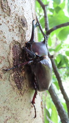 Trypoxylus dichotomus