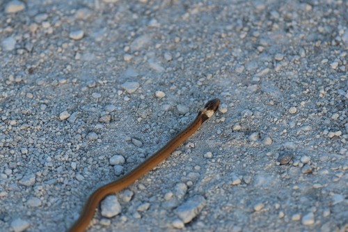 Florida Brownsnake