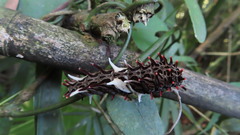 Byasa polyeuctes