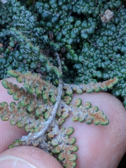 Myriopteris intertexta