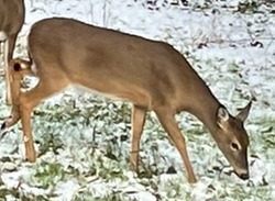 White-tailed Deer