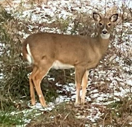 White-tailed Deer
