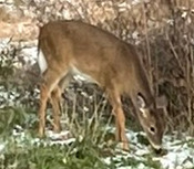 White-tailed Deer