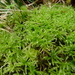 Menzies' Tree Moss - Photo (c) T. Abe Lloyd, some rights reserved (CC BY-NC), uploaded by T. Abe Lloyd