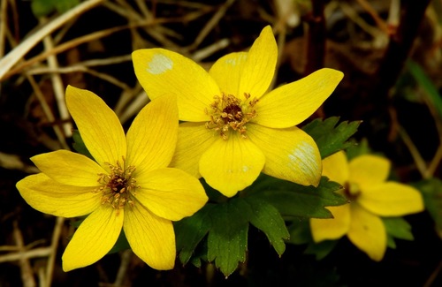 Yellow Anemone (Anemonastrum richardsonii)