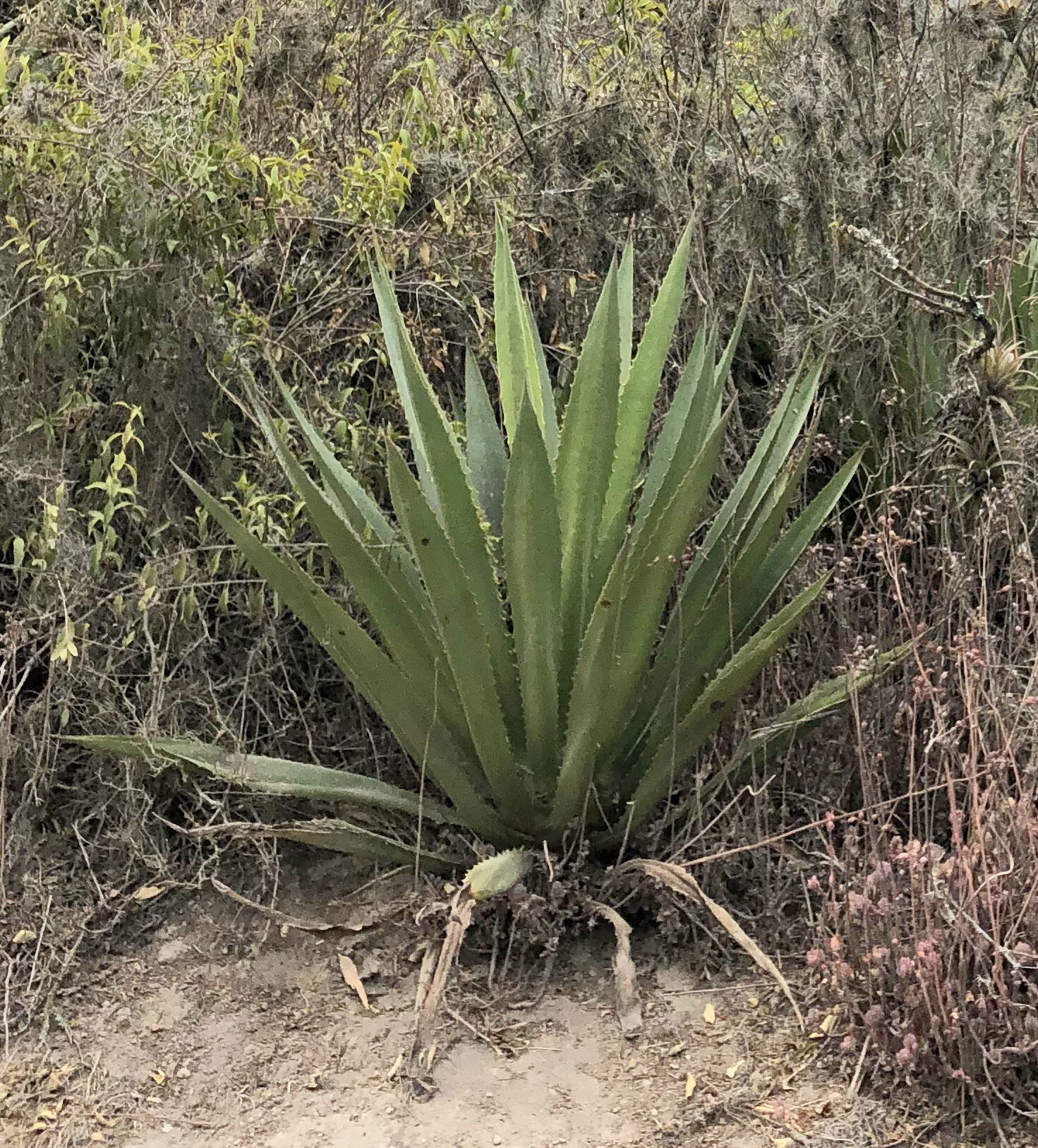 Furcraea andina