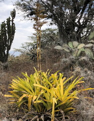 Racinaea fraseri, photograph (c) Rosario Douglas, some rights reserved (CC BY)