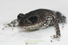 Leptobrachium
