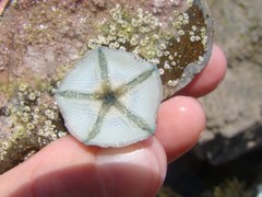 Meridiastra mortenseni