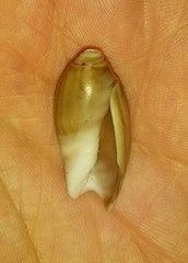 Olivancillaria