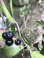 Calyptranthes pallens