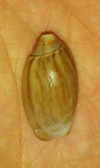 Olivancillaria