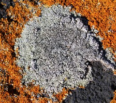 Lecanora argopholis