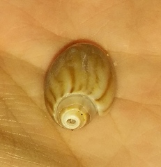 Olivancillaria