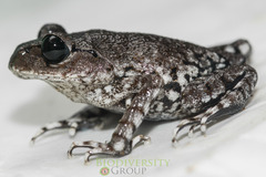 Leptobrachium