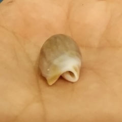 Olivancillaria