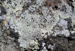 Lecanora argopholis