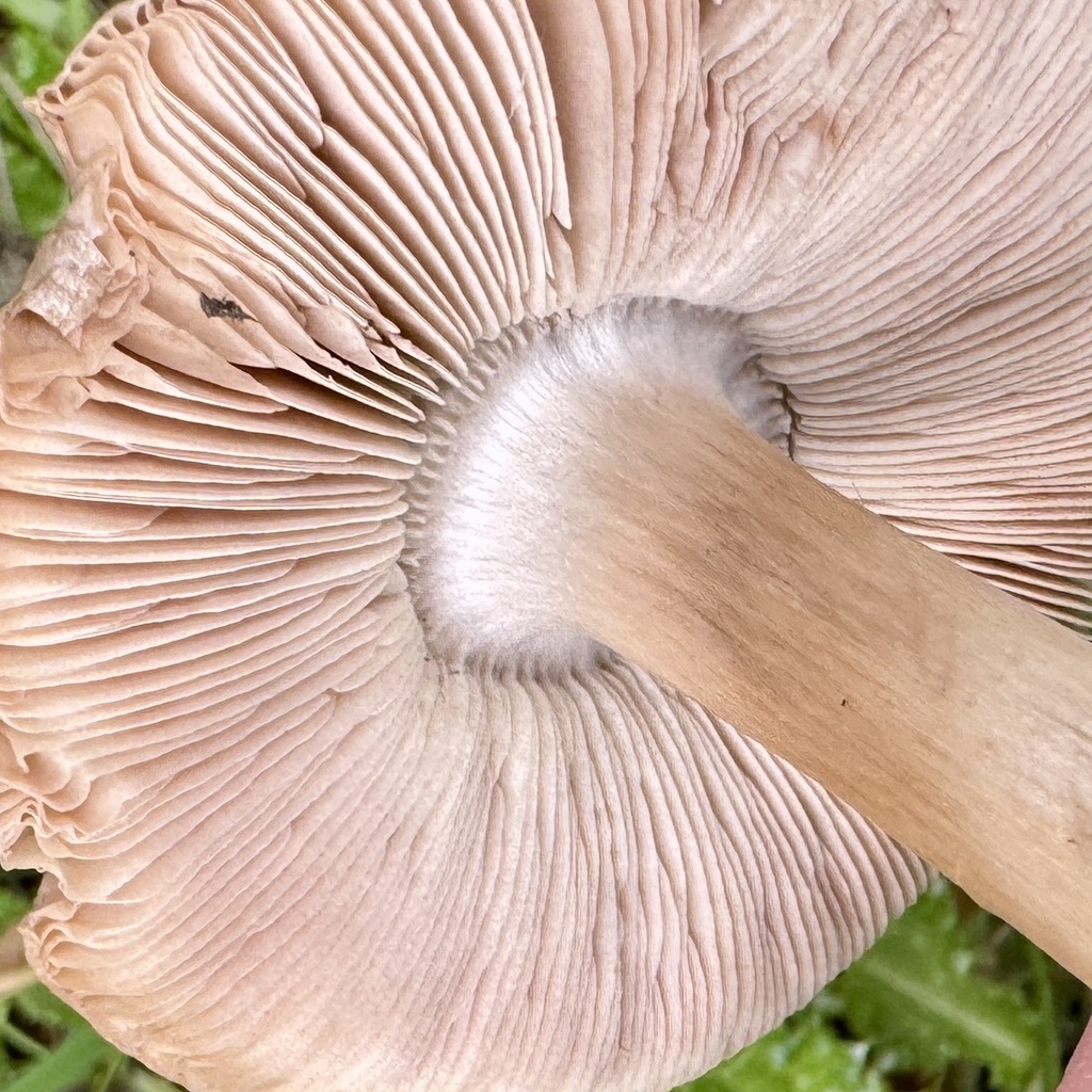 Volvopluteus gloiocephalus · December 2025 · photo: © karenoffereins (iNaturalist, cc-by)