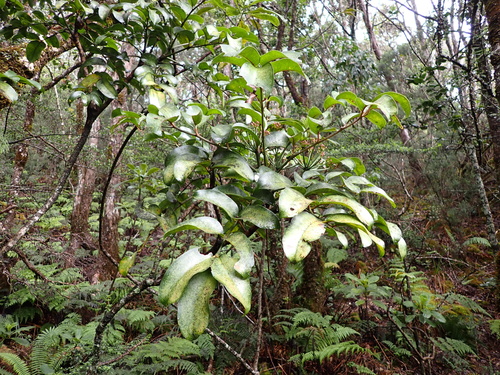 Polyscias oahuensis observed 2025-12-27