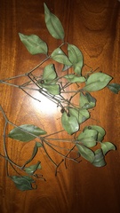 Calyptranthes pallens