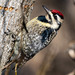 黃腹吸汁啄木鳥 - Photo 由 bwood708 所上傳的 (c) bwood708，保留部份權利CC BY-NC