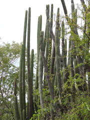 Stenocereus quevedonis