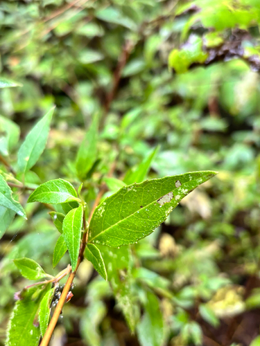 Clinopodium macrostemum, photograph 3