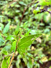 Clinopodium macrostemum, photograph (c) Ricardo Betancourt Sánchez, some rights reserved (CC BY)