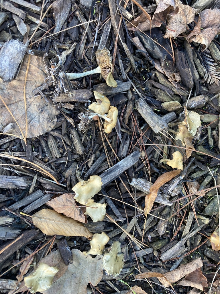 Psilocybe cyanescens · December 2025 · photo: © andrew_wilson (iNaturalist, CC)