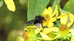 Bombus volucelloides