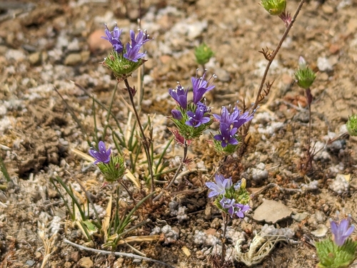 Calistoga Pincushionplant (Navarretia heterodoxa)