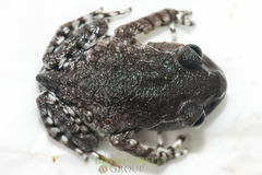 Leptobrachium