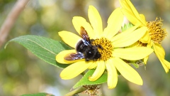 Bombus volucelloides