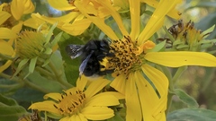 Bombus volucelloides