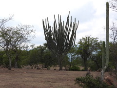 Stenocereus quevedonis