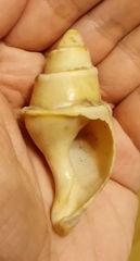 Buccinanops cochlidium