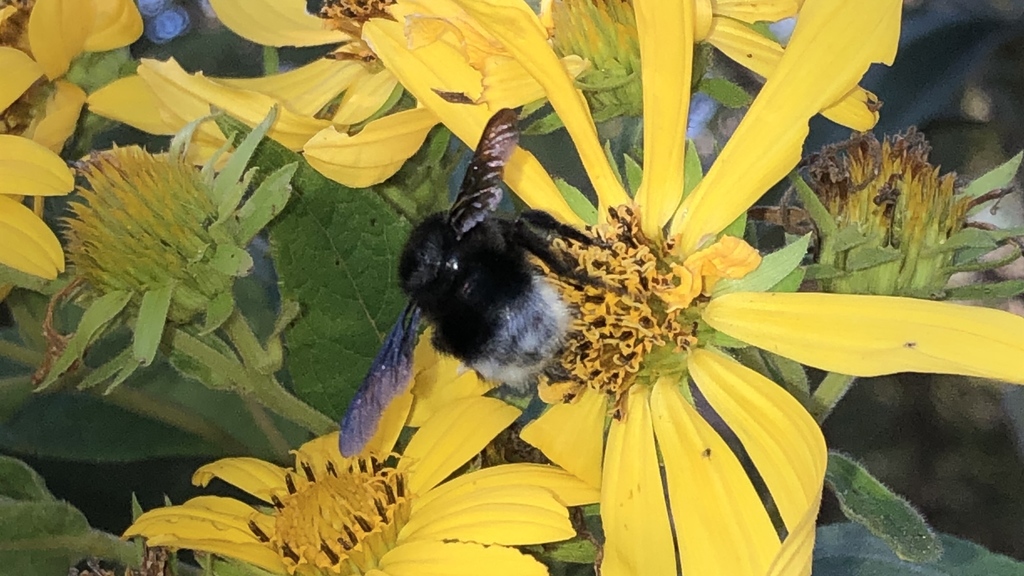 Bombus volucelloides
