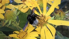 Bombus volucelloides