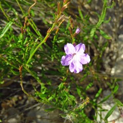 Bouchea linifolia