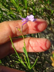 Bouchea linifolia, photograph (c) Annika Lindqvist, some rights reserved (CC BY)