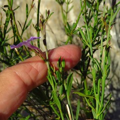 Bouchea linifolia, photograph (c) Annika Lindqvist, some rights reserved (CC BY)