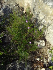 Bouchea linifolia, photograph (c) Annika Lindqvist, some rights reserved (CC BY)