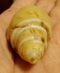 Buccinanops cochlidium