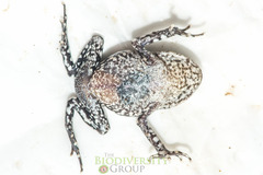 Leptobrachium