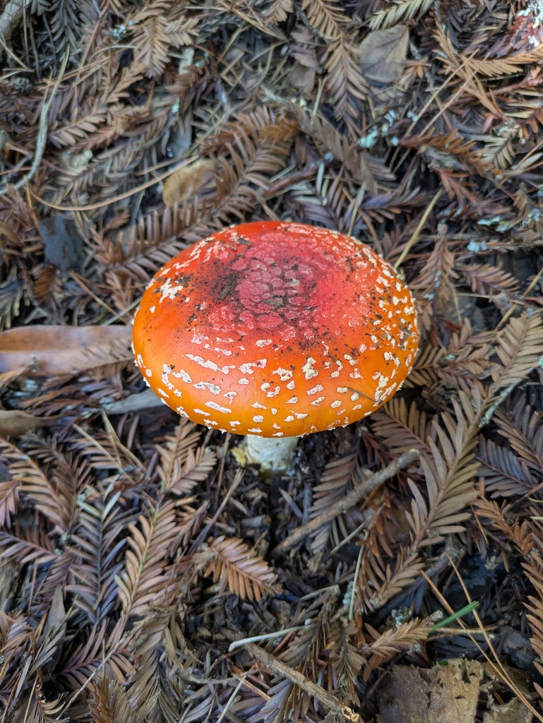 Amanita muscaria flavivolvata · December 2025 · photo: © jayjt (iNaturalist, cc-by)