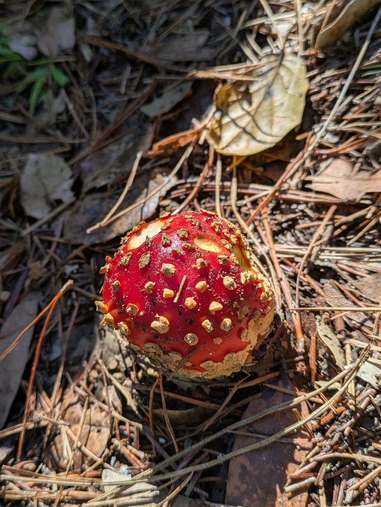 Amanita muscaria flavivolvata · December 2025 · photo: © jayjt (iNaturalist, cc-by)