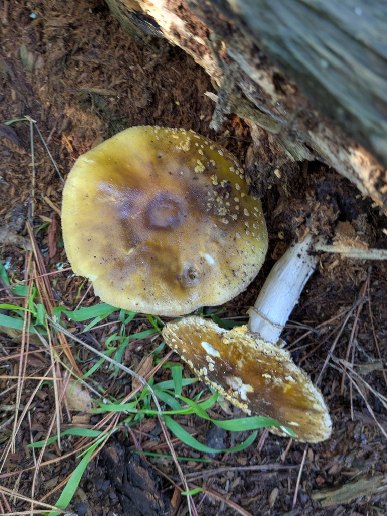 Amanita augusta · December 2025 · photo: © jayjt (iNaturalist, cc-by)