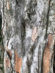 Calyptranthes pallens