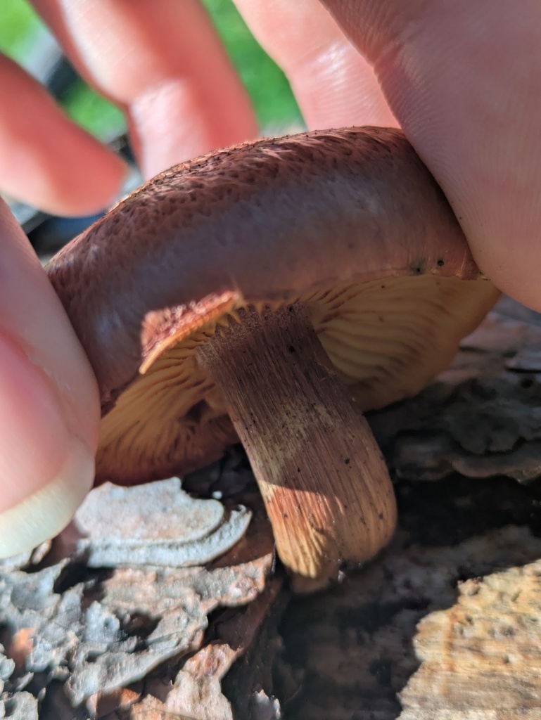 Gymnopilus luteofolius