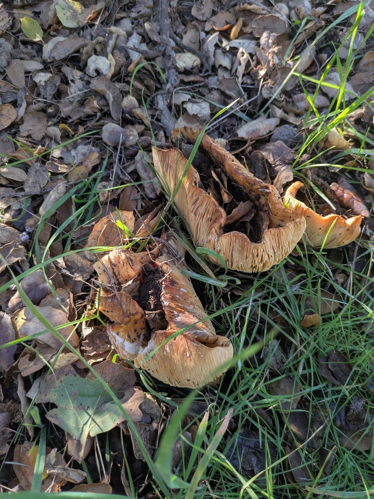 Lactarius alnicola · December 2025 · photo: © jayjt (iNaturalist, cc-by)